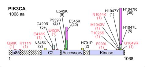 PIK3CA protein and functional domains. The mutations discovered in the... | Download Scientific ...