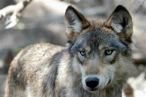 Biologists Mis-Sexed A Colorado Wolf. Now It May Have Given Birth To ...