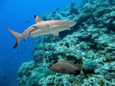 12 Sharks You Should Know - Ocean Conservancy