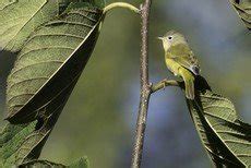 Nashville warbler - song / call / voice / sound.