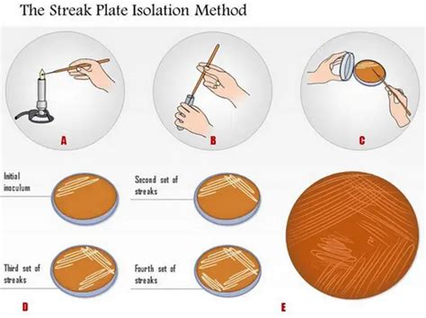 Streak Plate Method - Explained - Laboratoryinfo.com