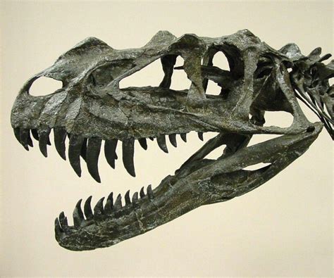 Ceratosaurus Skull Real Dinosaur, Prehistoric Dinosaurs, Paleo Art, Ecology, Passion, Concept ...