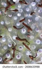 485 Tadpole Hatching Images, Stock Photos, 3D objects, & Vectors | Shutterstock