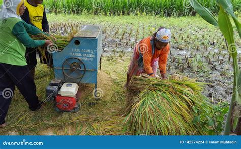 The Process of Harvesting Rice with a Modern Machine Editorial Stock ...