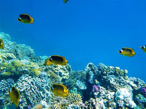 marine fish, rocks, sea, underwater, reef, nature, fish, coral | Piqsels