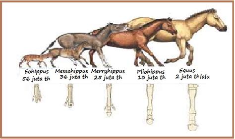 EVOLUSI KUDA - Biology Page