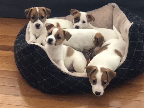 Jack Russell Terrier Puppies For Sale | South Riding, VA #326453