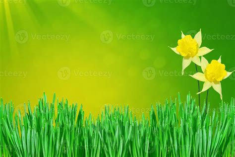 Spring flowers of daffodils. 9850068 Stock Photo at Vecteezy