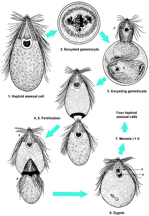 Microorganisms | Free Full-Text | What Kills the Hindgut Flagellates of ...