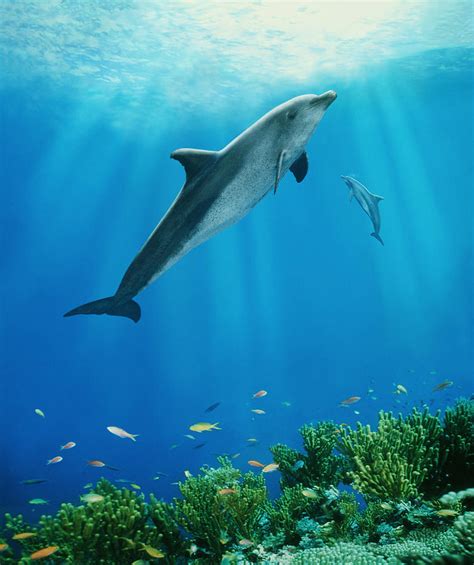 Dolphins Swimming Underwater Photograph by Steve Bloom