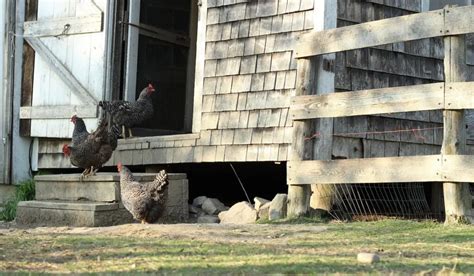 Plymouth Rock Chicken Breed Profile - Farmhouse Guide