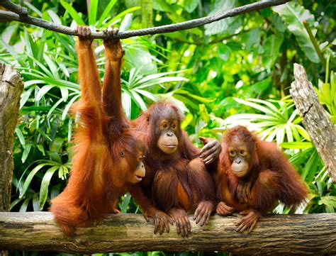 How Orangutans Are Just Like Humans | Reader's Digest