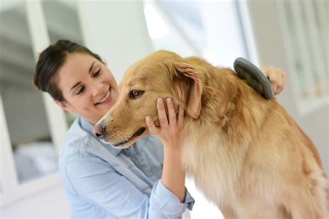 Types Of Dandruff In Dogs Easy Ways To Control It At Home PetHelpful | eduaspirant.com