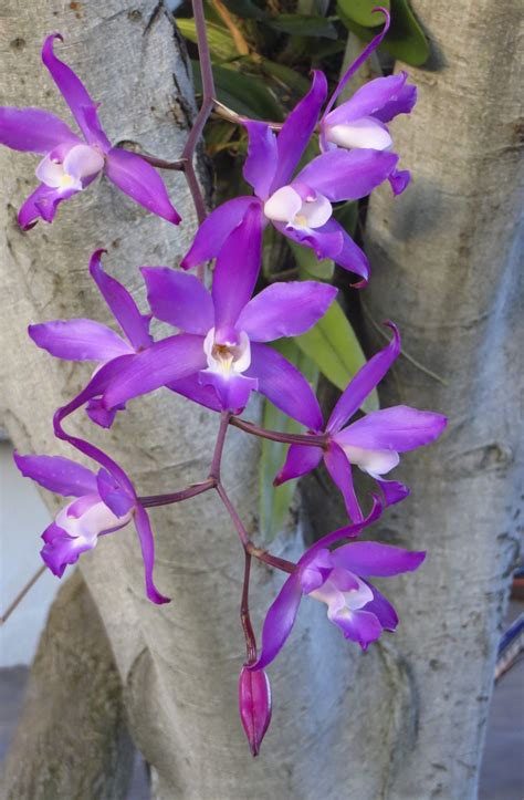 Orquidea Orchid Flower, My Flower, Unusual Flowers, Beautiful Flowers, Special Flowers ...
