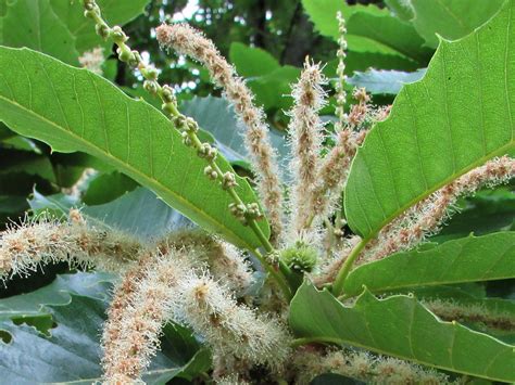 Sweet Chestnut, Spanish Chestnut, Castanea sativa