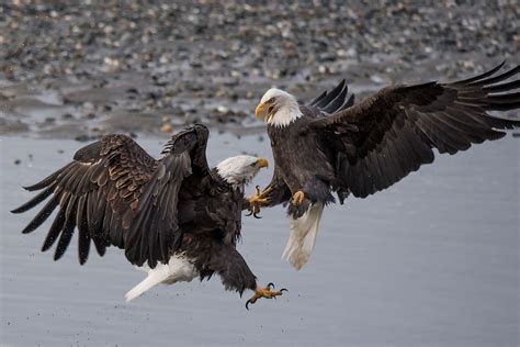 Bald Eagles of Alaska Photo Workshop