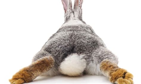 Rabbit's Tail: Everything You've Wanted to Know - A-Z Animals