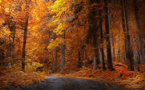 Yellow maple trees, landscape, nature, fall, forest HD wallpaper ...