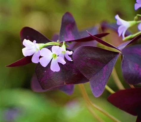 Butterfly Plant (Oxalis Purple) - Nestreeo.com