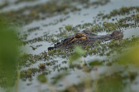 Alligator Free Stock Photo - Public Domain Pictures