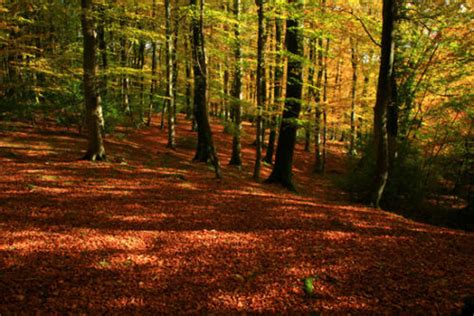 Ken Leslie Photography: Autumn in the New Forest