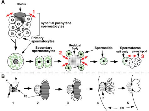 Spermatogenesi