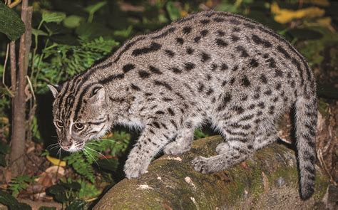 Secrets of the World’s 38 Species of Wild Cats – National Geographic Society Newsroom