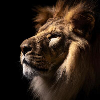 Lion Black Background Stock Photos, Images and Backgrounds for Free ...