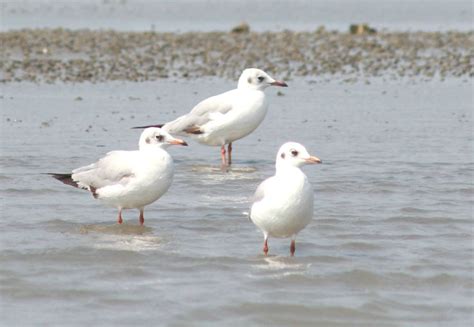 Pulicat Lake Bird Sanctuary, Nellore,Andhra Pradesh ~ AMARAVATI TOURISM