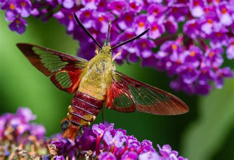 Hummingbird Clearwing Moth: Identification, Life Cycle, Facts & Pictures