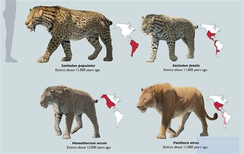 The big cats of Late Pleistocene North America. : r/pleistocene