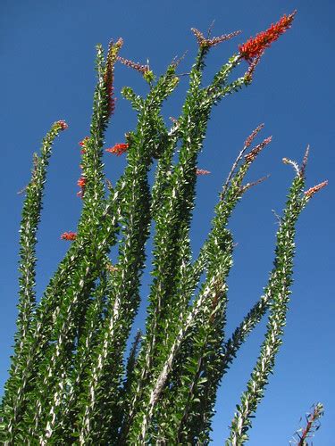 Desert Botanical Garden | Papago Park | Phoenix, AZ | Flickr