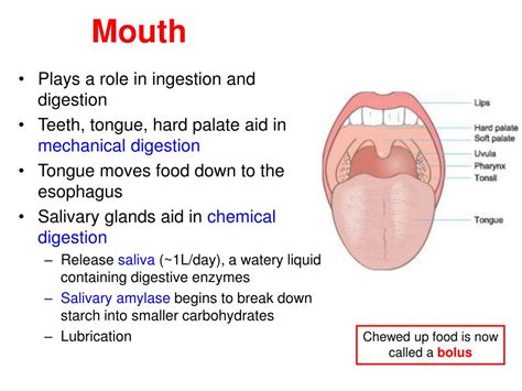 PPT - The Digestive System PowerPoint Presentation, free download - ID ...