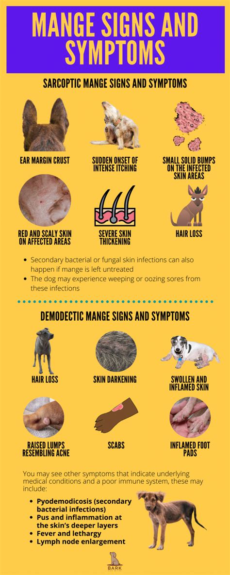 All About Mange In Dogs – Disease Process And Treatment Guide | Bark ...
