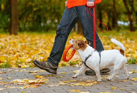 Man Trying To Walk a Dog for the First Time Goes Viral: 'I Cried Tears ...