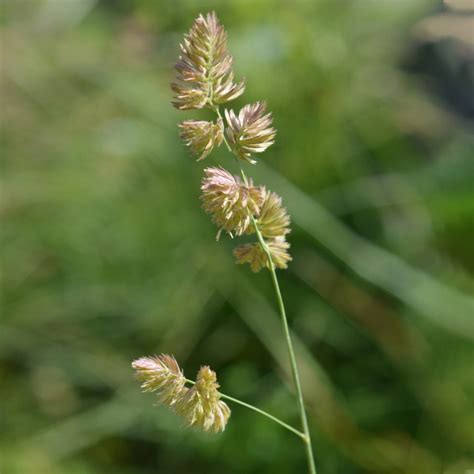 Australian Native Grasses Identification | laterrazzadisanguido.it