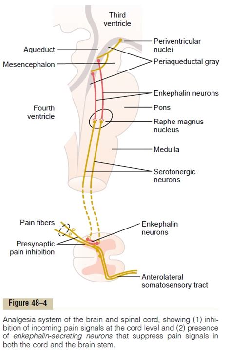 Pain Suppression (“Analgesia”) System in the Brain and Spinal Cord