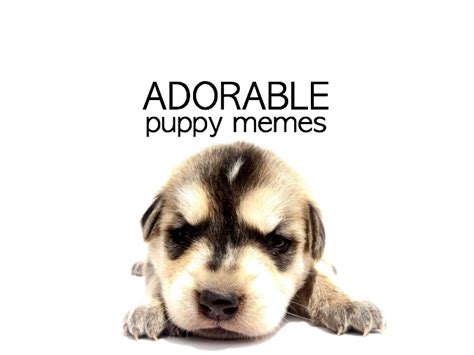 Adorable Puppy Memes