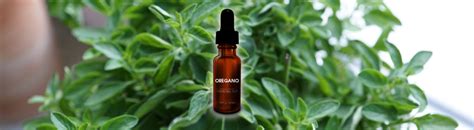 Oil of Oregano as a Natural Antibiotic – The Natural Nurse