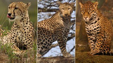 Cheetahs Back in India After Seven Decades: What Are Major Differences ...