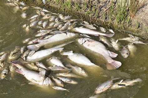 Menindee Lakes – AYC Fishing