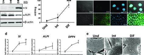 Evaluation of Caco-2 cells differentiation during long term culture ...