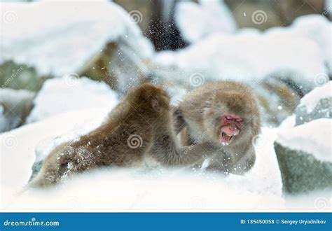 Two Japanese Macaques Fights in the Snow. the Japanese Macaque ( Scientific Name: Macaca Fuscata ...