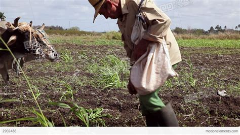 Peasants At Work In Farm Men Plowing Field And Seeding Soil Stock video footage | 2902486