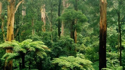 Fern and gum trees in Sherbrooke Forest, Victoria, Australia - Bing Gallery