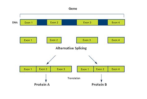 Alternative Splicing of Genes: Definition, Mechanism & Regulation | Study.com