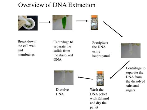 PPT - DNA Extraction PowerPoint Presentation - ID:318178