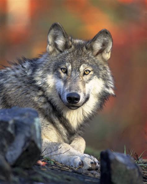 Wolf Conservation & Management Program | Montana FWP