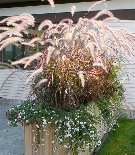 Purple Fountain Grass - Okanagan Xeriscape Association