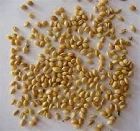 Golden Kangani Seed, Packaging Size: 50, Gluten Free at Rs 48/kg in Nagaur